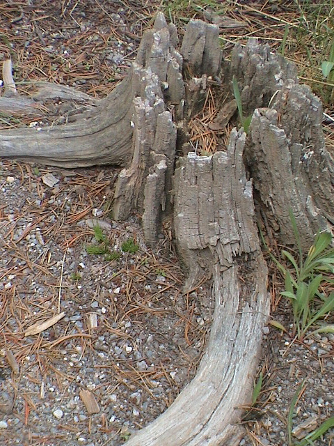 2006_WY 037