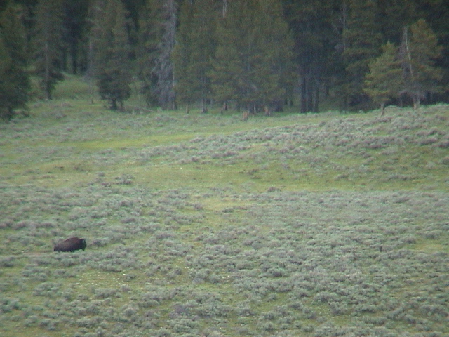 2006_WY 064