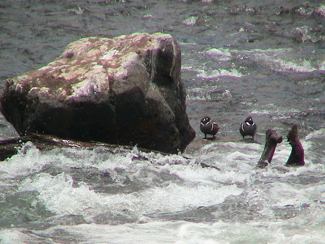 2006_WY 031