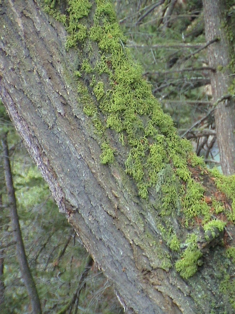 2006_WY 097