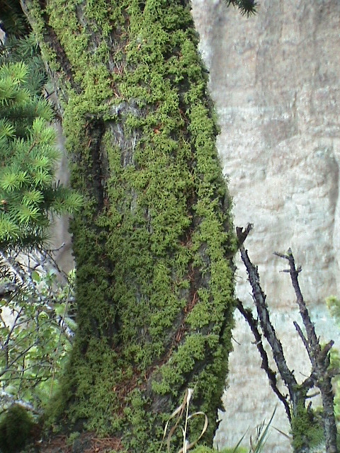 2006_WY 098