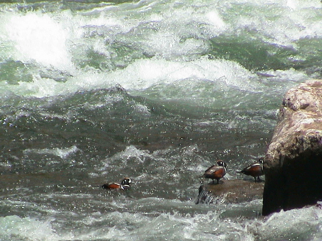 2006_WY 034