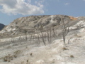 2006_WY 133