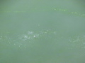 2006_WY 139