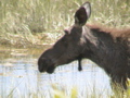 2006_WY 194