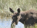 2006_WY 195