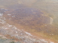 2006_WY 126