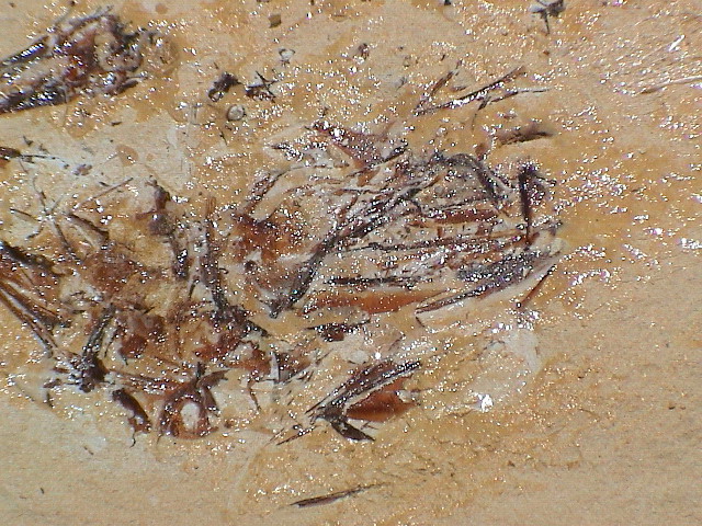 DSC00032.JPG