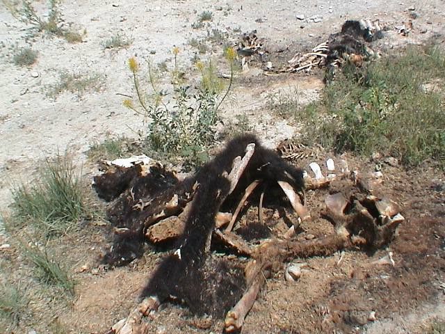 DSC00052.JPG