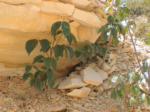 DSC00072.JPG