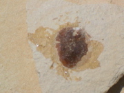 DSC00029.JPG