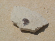 DSC00030.JPG