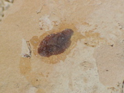DSC00031.JPG