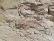 DSC00010.JPG