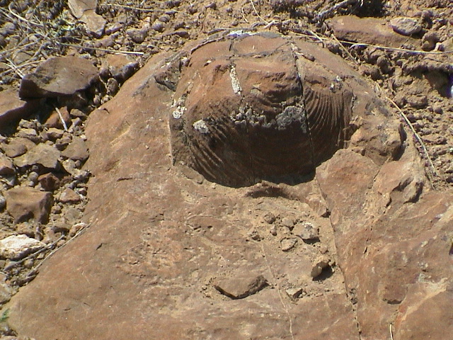 DSC00013.JPG