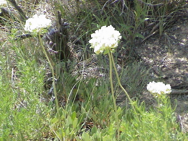 DSC00046.JPG