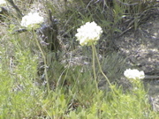 DSC00046.JPG