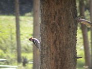 DSC00063.JPG